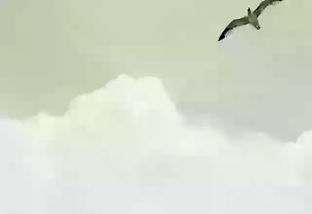 Freedom: A New Creation